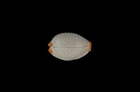 藏品(鯊皮寶螺)的圖片